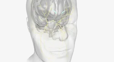 Лицевой и тройничный нерв, почему их нельзя путать? | Клиника «Тибет» | Дзен