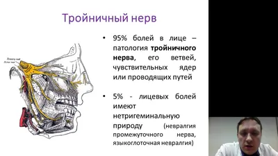 Лицевой нерв (VII) Схема плакат глянцевый А1+/А2+ › Купить оптом и в  розницу › Цена от завода