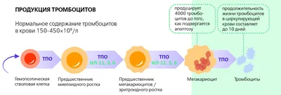 Тромбоцитопения – виды, степени заболевания, принципы лечения — клиника  «Добробут»