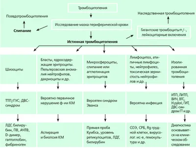 ТРОМБОЦИТОПЕНИЯ, ИНДУЦИРУЕМАЯ ПРЯМЫМИ ПЕРОРАЛЬНЫМИ АНТИКОАГУЛЯНТАМИ:  КЛИНИЧЕСКИЙ СЛУЧАЙ И ОБЗОР ЛИТЕРАТУРЫ – тема научной статьи по клинической  медицине читайте бесплатно текст научно-исследовательской работы в  электронной библиотеке КиберЛенинка