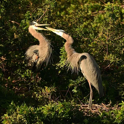 цапля ardea cinerea серая стоковое изображение. изображение насчитывающей  пер - 11805669