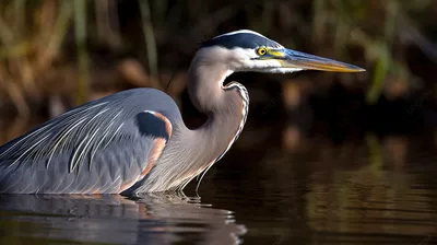 Цапля Крупного Рогатого Скота Bubulcus Ibis Является Космополитическим  Видом Цапли стоковое фото ©mitzo_bs 391506820