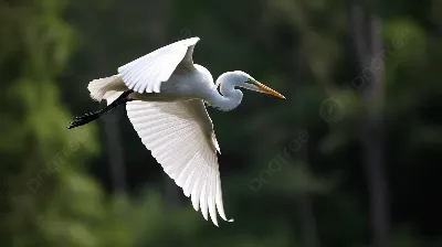 Серая цапля. Фотограф Mikhail Khmelevskiy