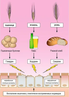 Целиакия - причины появления, симптомы заболевания, диагностика и способы  лечения