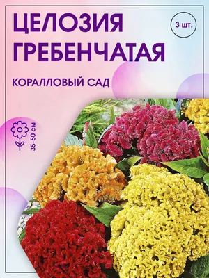 celosia/celosia, cresta de gallo, penacho, abanico, terciopelo | 꽃 사진, 꽃,  아름다운 꽃