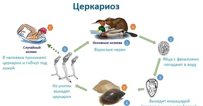 ⚡Осторожно церкариоз! На озере Земснаряд в воде кусается червь — церкария.  От подписчика: \"Мы купались два дня и оказались все… | Instagram