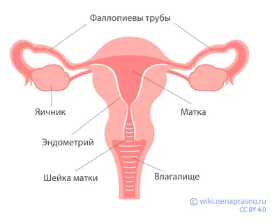 Как выглядит цервикальный канал после лечебно-диагностического выскабливания