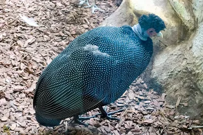 Чубатая цесарка Crested guinea fowl фотография Stock | Adobe Stock