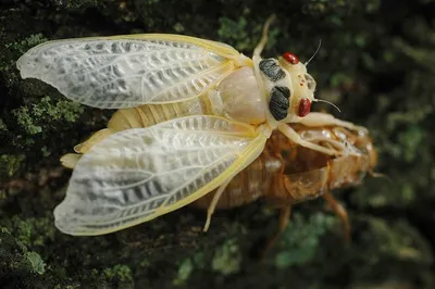 MacroID.RU - Цикада обыкновенная, певчая (Lyristes plebeja)