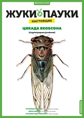 Розовая цикада • Анастасия Шешукова • Научная картинка дня на «Элементах» •  Энтомология