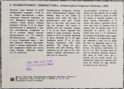 Малавийские цихлиды» - картинка из статьи: «Отряд Окунеобразные  (Perciformes)» - Aquaristics.ru