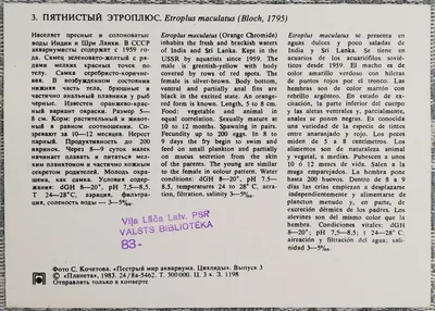 Цихлиды, аквариумные рыбки - Tallinn - Животные, Аквариумистика купить и  продать – okidoki