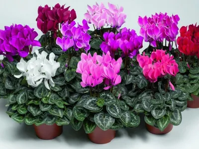 Цикламен - Cyclamen. Уход за Цикламеном. Фото