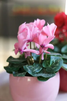 Цикламен (лат. Cyclamen), d 14 | Flowers Valley