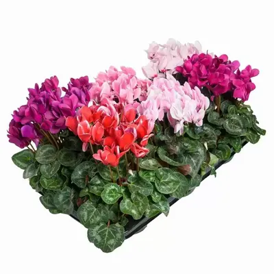 Цикламен (Cyclamen) - купить в Минске с доставкой, цена и фото в  интернет-магазине Cvetok.by