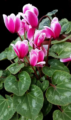 Цикламен (Cyclamen) - купить в Минске с доставкой, цена и фото в  интернет-магазине Cvetok.by