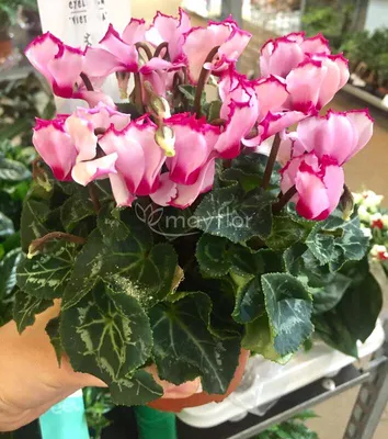 Цикламен персидский – мини Хельга Cyclamen persicum – mini Helga - купить  семена цветов с доставкой по Украине в магазине Добродар