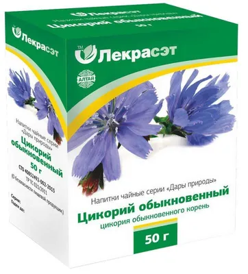 Цикорий обыкновенный: посадка и уход, полезные свойства, фото