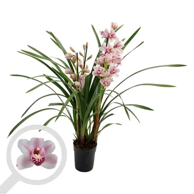 Орхидея Цимбидиум | Татьяна Бойко | Дзен