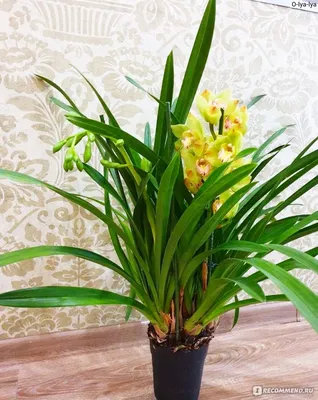 Орхидея цимбидиум высота 100см (поштучно) купить с доставкой в СПб