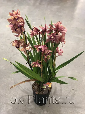 Орхидея Цимбидиум Дэнни Грин (Cymbidium Danny Green) оптом