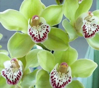Орхидея Цимбидиум зелёно-розовая TS00799 купить в Москве по цене 1 080 руб.  в интернет-магазине Décor of Today