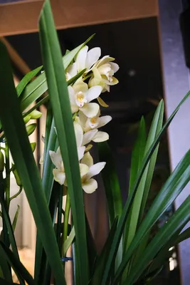 Орхидея цимбидиум в горшке купить