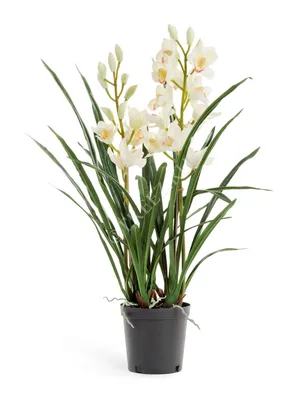 Орхидея Цимбидиум бело-розовая 700301 – купить по цене 1 155 ₽ в Москве в  интернет-магазине ogogo.ru