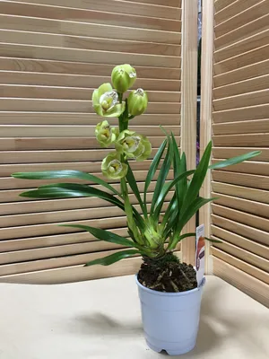 Орхидея Цимбидиум белая куст в кашпо 2 ветки 10.0610058 – купить в Москве