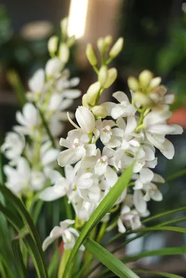 Каталог Орхидея (Цимбидиум) Р435 от магазина daflor