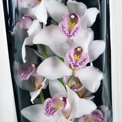 Орхидея Цимбидиум Микс купить в Москве с доставкой в интернет магазине Pilea