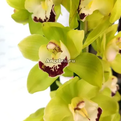 Орхидея Цимбидиум (желтый) (id 92392832)