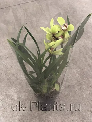 Цимбидиум (Cymbidium Green Rock) зеленый Каталог орхидей - фаленопсисов,  каттлей, ванд, дендробиумов со всего мира от интернет магазина Ангелок