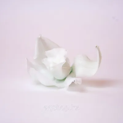 Цветок в срезке «Орхидея Цимбидиум белая» ветка - Каталог -  Butterfly-Flower.ru