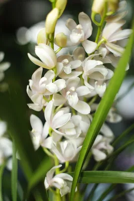 Орхидея Цимбидиум (зеленый) (id 92392833)