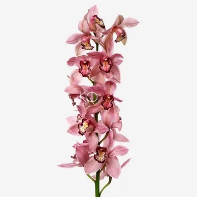 Орхидея Цимбидиум розовый - купить в Минске с доставкой, цена и фото в  интернет-магазине Cvetok.by