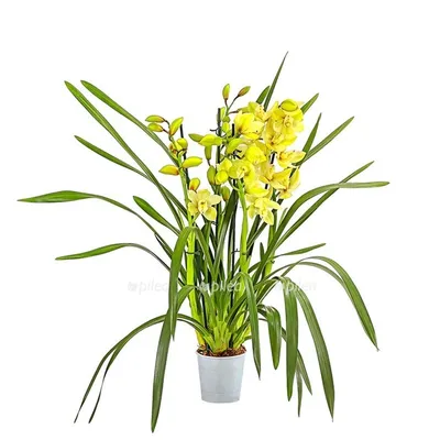 Орхидея Цимбидиум мини (микс) (1 ветка) – Цветочная Лав-Лавка