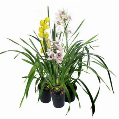 Орхидея Цимбидиум белая ветвь средняя 30.0611085WH – купить в Москве