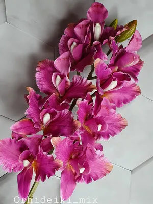 Цимбидиум (Cymbidium Peggy Sue 'Five') Каталог орхидей - фаленопсисов,  каттлей, ванд, дендробиумов со всего мира от интернет магазина Ангелок