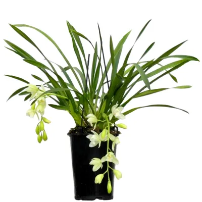 Орхидея цимбидиум или мой орхимальчик:) | Пикабу