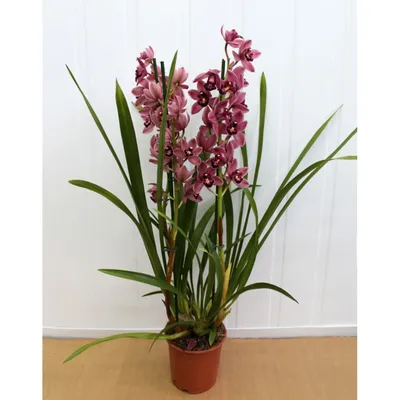 Купить Орхидея Цимбидиум розовая) в Москве недорого с доставкой