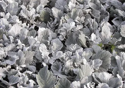 Семена однолетних Цинерария приморская Серебряная пыль в интернет магазине  семян
