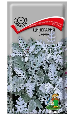 Цинерария (Перикаллис) Сильверадо Сильвер (Silverdust Silver) семена купить  в Украине | Веснодар
