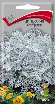 Цинерария Серебряный кораблик, 0,1 г Luxury Line, купить в интернет  магазине Seedspost.ru