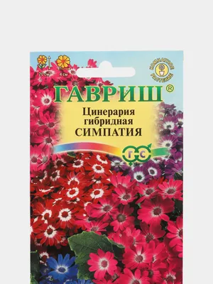 Цинерария (Перикаллис) Сильверадо Сильвер (Silverdust Benary Silver) семена  купить в Украине | Веснодар