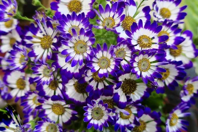 Цветок Цинерария: уход в домашних условиях. Много фото. | Дачник.RU | Дзен