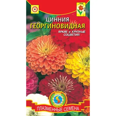 Рассада «Циния», 20x6 см по цене 255 ₽/шт. купить в Москве в  интернет-магазине Леруа Мерлен