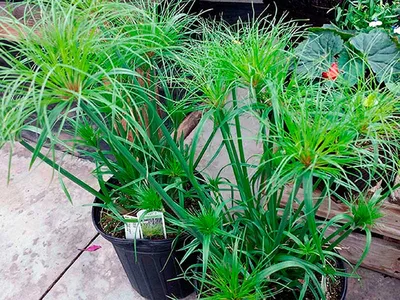 Cyperus papyrus - Циперус Папирус - купить семена на Tropics Seeds.