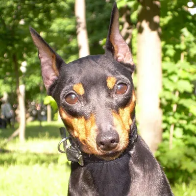 Цвергпинчер (Zwergpinscher) (Породы собак) карликовый пинчер, пинчер  купить, цвергпинчер купить, пинчер собака, щенки пинчера, карликовый пинчер  купить, стандартный пинчер, немецкий пинчер купи Энциклопедия о животных  EGIDA.BY