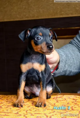 Цвергпинчер (Zwergpinscher, Мин Pin) Представляет Собой Небольшой Породы  Собак Типа Пинчера, Разработанный В Германии. Миниатюрный Пинчер Впервые  Были Выведены Для Охоты). Фотография, картинки, изображения и  сток-фотография без роялти. Image 12440583